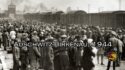 Holocaust Survivors Tell Their Stories on 80th Anniversary of Auschwitz Liberation