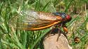 Billions of Cicadas Set to Emerge in Rare Event; A First Since the Time of President Jefferson; Not to Repeat Until 2244